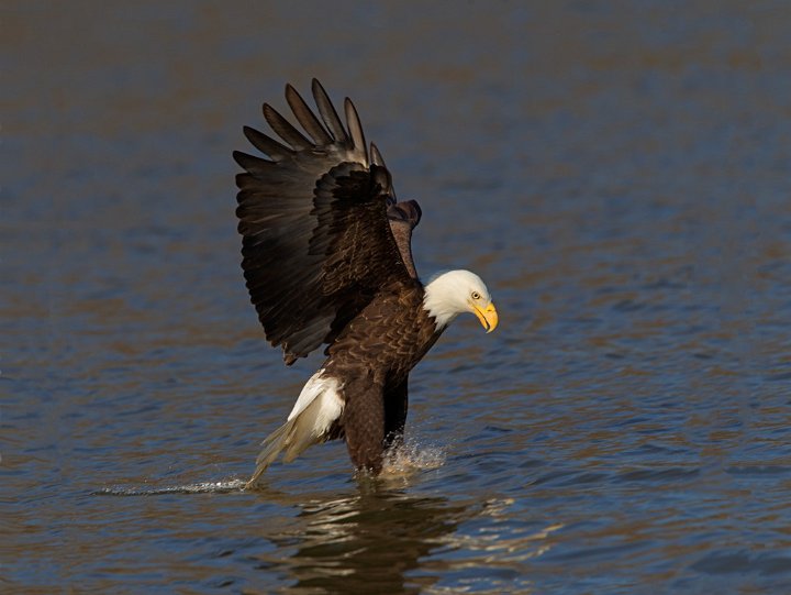 _2SB1962 american bald eagle.jpg